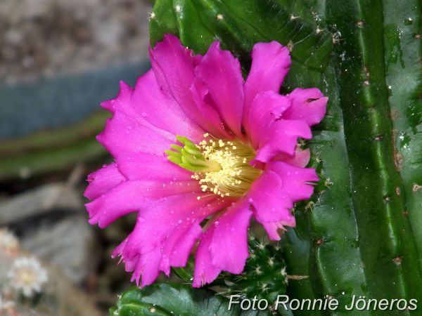 echinocereus viereckii var morricalii